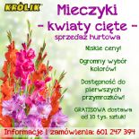 Mieczyki cięte Gladiole - hurt